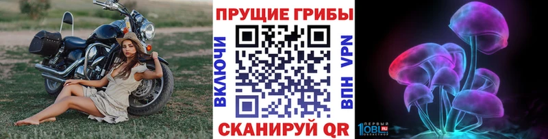 Купить  Кашира  Галлюциногенные грибы Psilocybe 